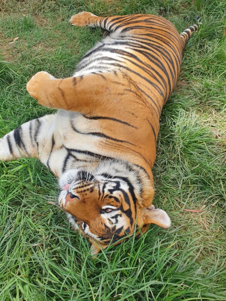 Sheba is well looked after female tiger