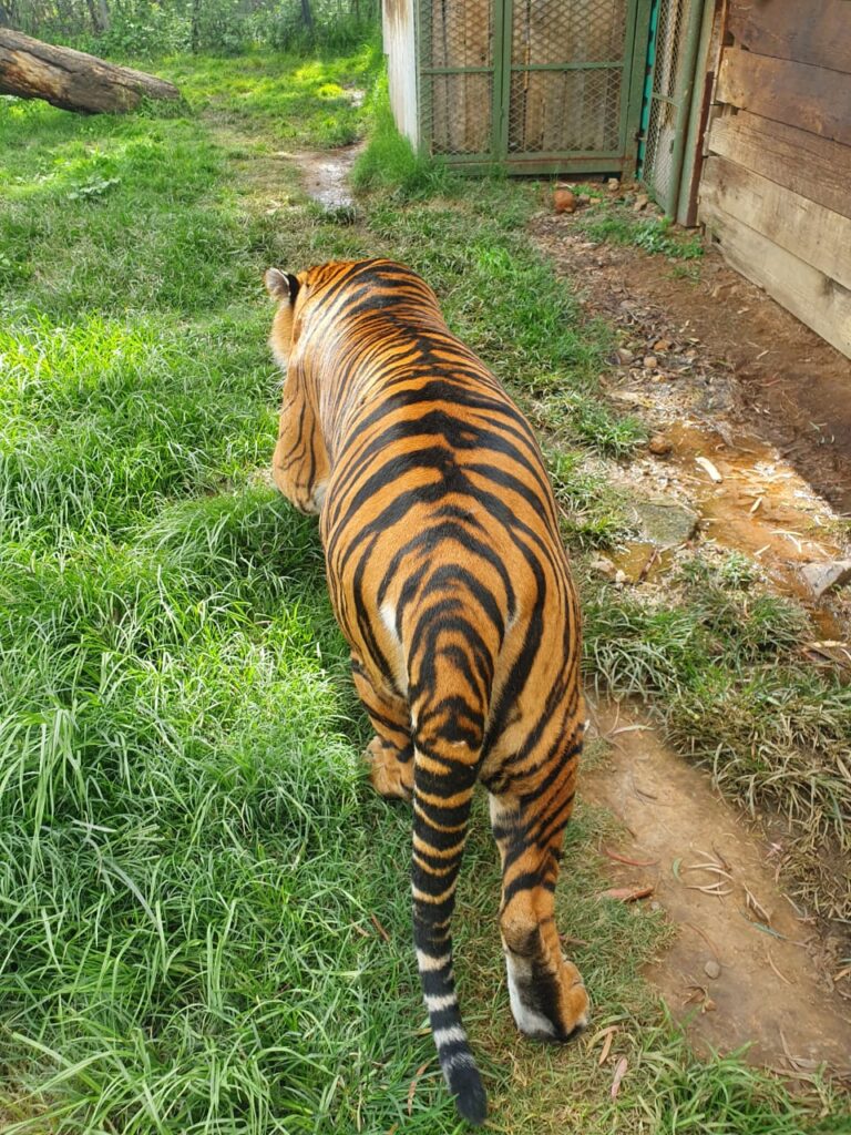 Sheba in her enclosure