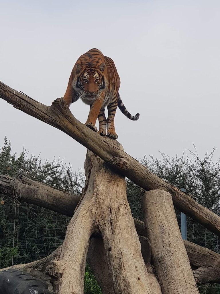Sheba is  well kept enclosure