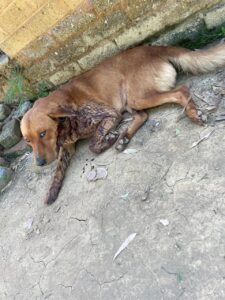 The second dog that was mauled and had to be eutheanized by the NSPCA