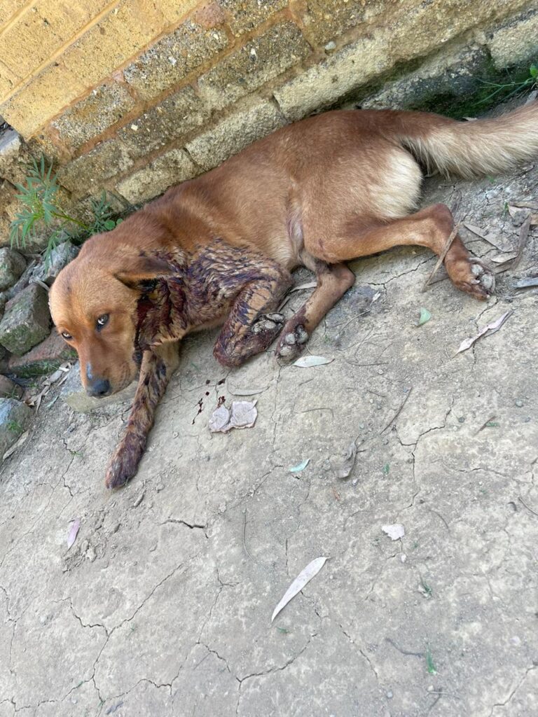 The second dog that was mauled and had to be eutheanized by the NSPCA