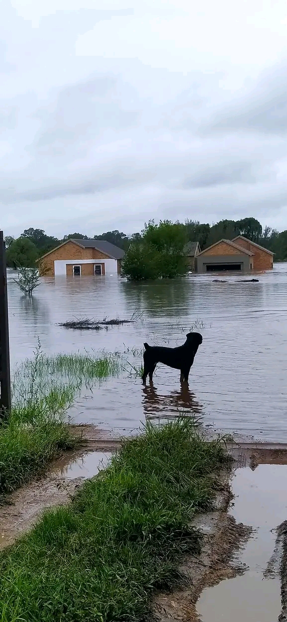 Dog rescued from flood Dog rescued from flood